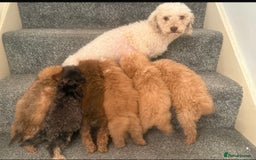 Poochon dogs for sale: Toy Poochons  - Image 5