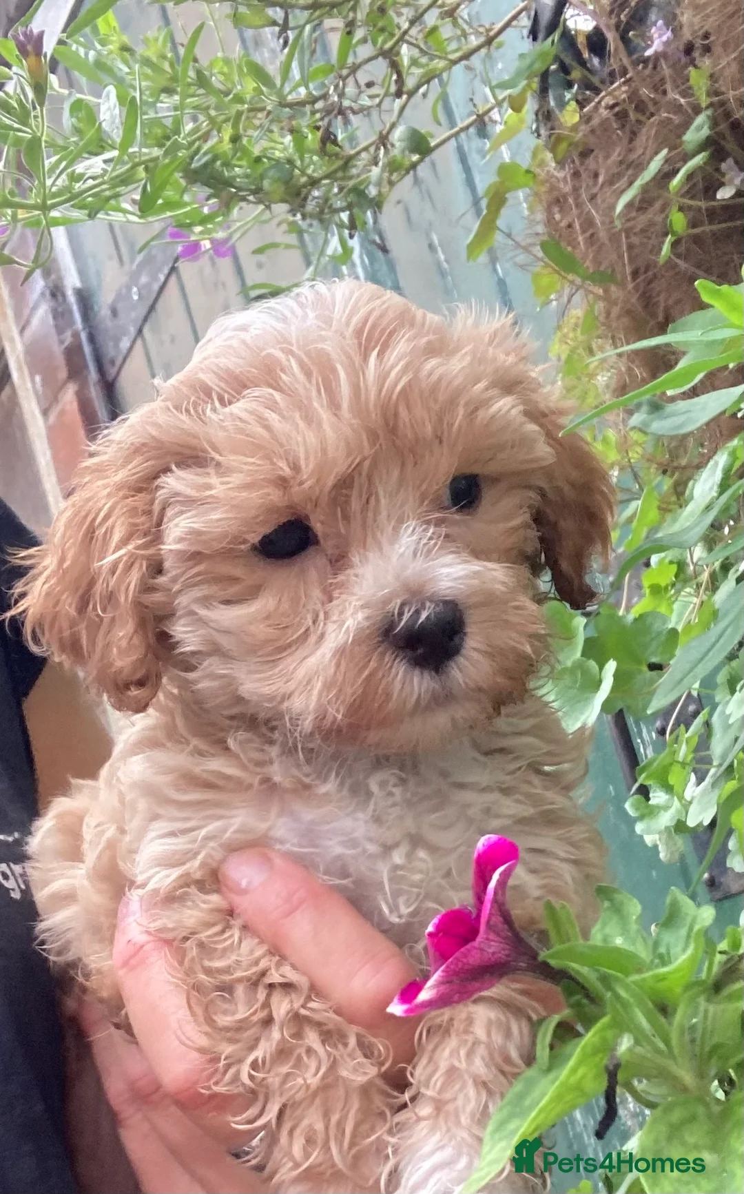 Maltese dogs for stud: Gorgeous Maltese At STUD in Coventry - Advert 14