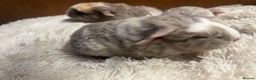 Guinea Pig rodents for sale: Swiss baby boars ready now - Advert 17