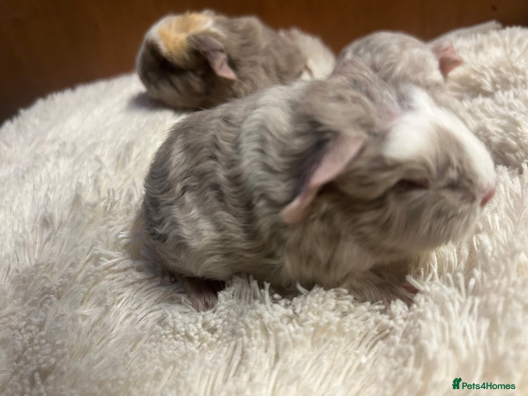 Guinea Pig rodents for sale: Swiss baby boars ready now - Advert 17