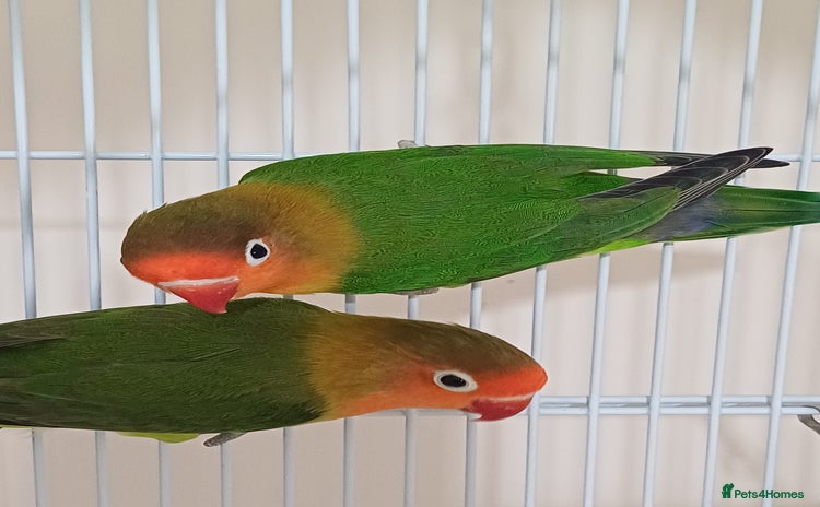 Lovebirds birds - Advert 6