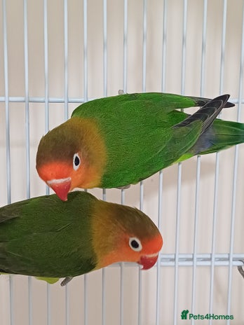 Lovebirds birds - Advert 5