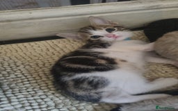 Mixed Breed cats for sale: 5 kittens ready to go - Image 7