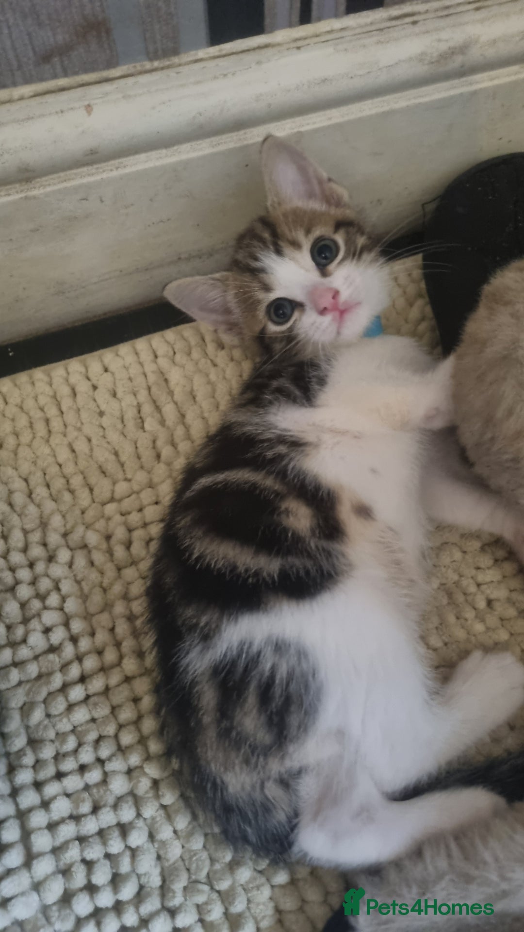 Mixed Breed cats for sale: 5 kittens ready to go - Image 7