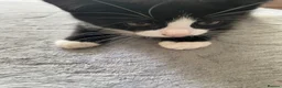 Mixed Breed cats for sale: Two beautiful black & white female kittens - Advert 13