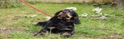 Cocker Spaniel dogs for sale: Last Male Ready Now Show Type Kc Reg  - Advert 12