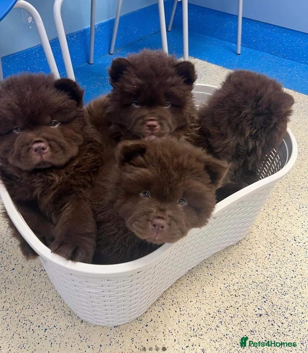 Chow Chow dogs for stud: HERSHEY the famous chocolate carrying blue. in Cheltenham - Advert 32