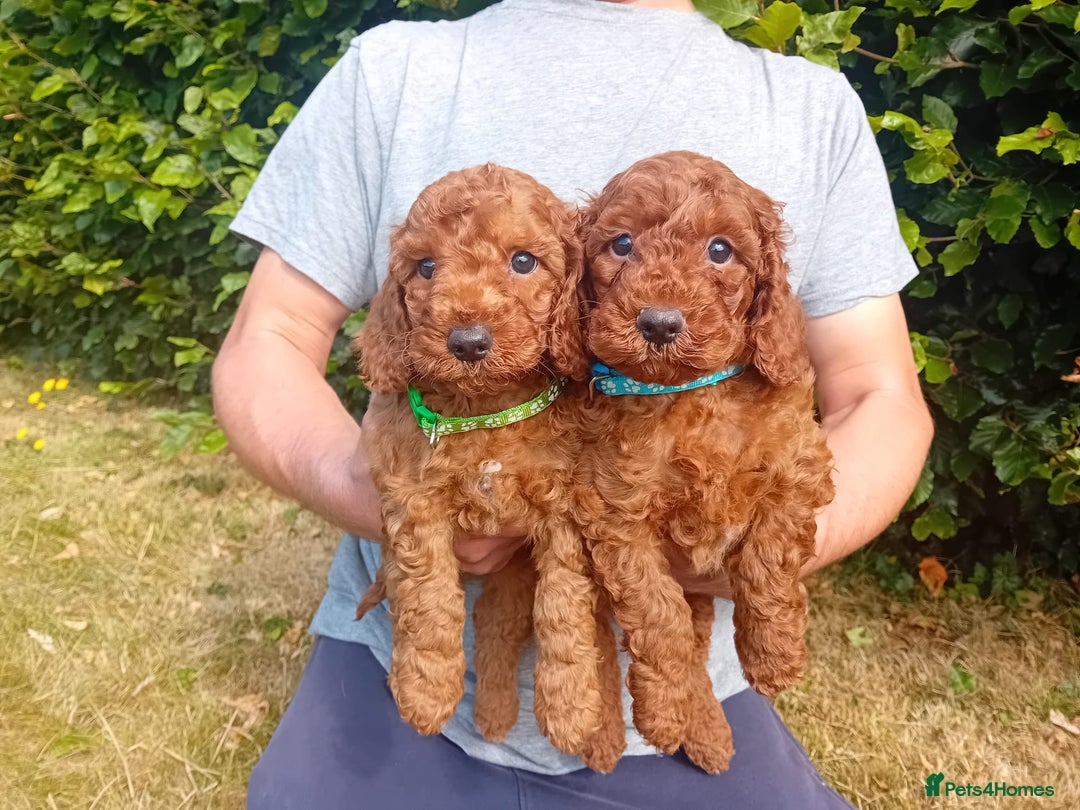 Cockapoo dogs for sale: Dark red F1b Cockapoos - Image 3