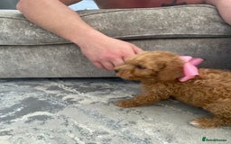 Jackapoo dogs for sale: Cream jackapoos f1b short legged  - Image 10