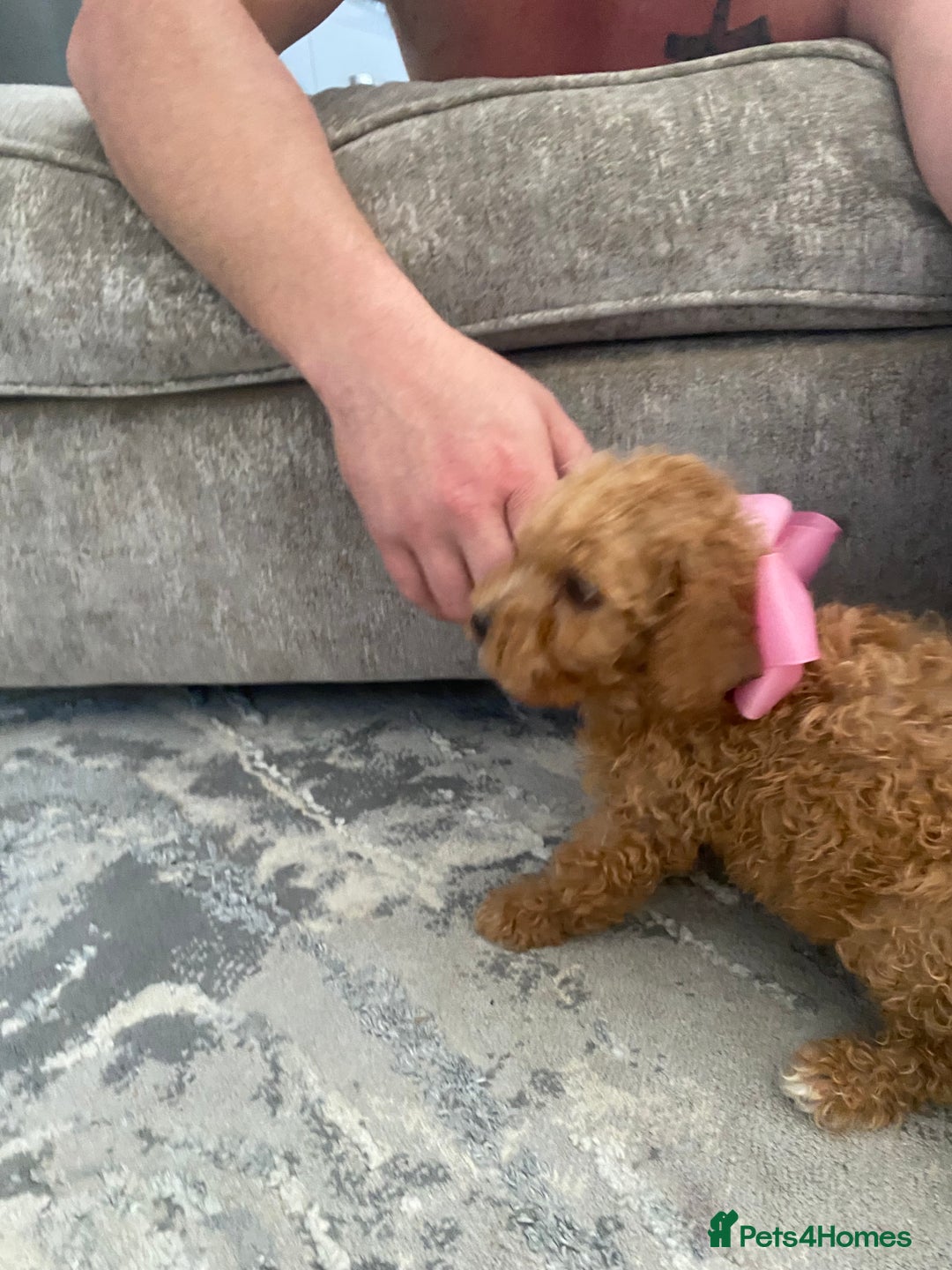 Jackapoo dogs for sale: Cream jackapoos f1b short legged  - Image 10