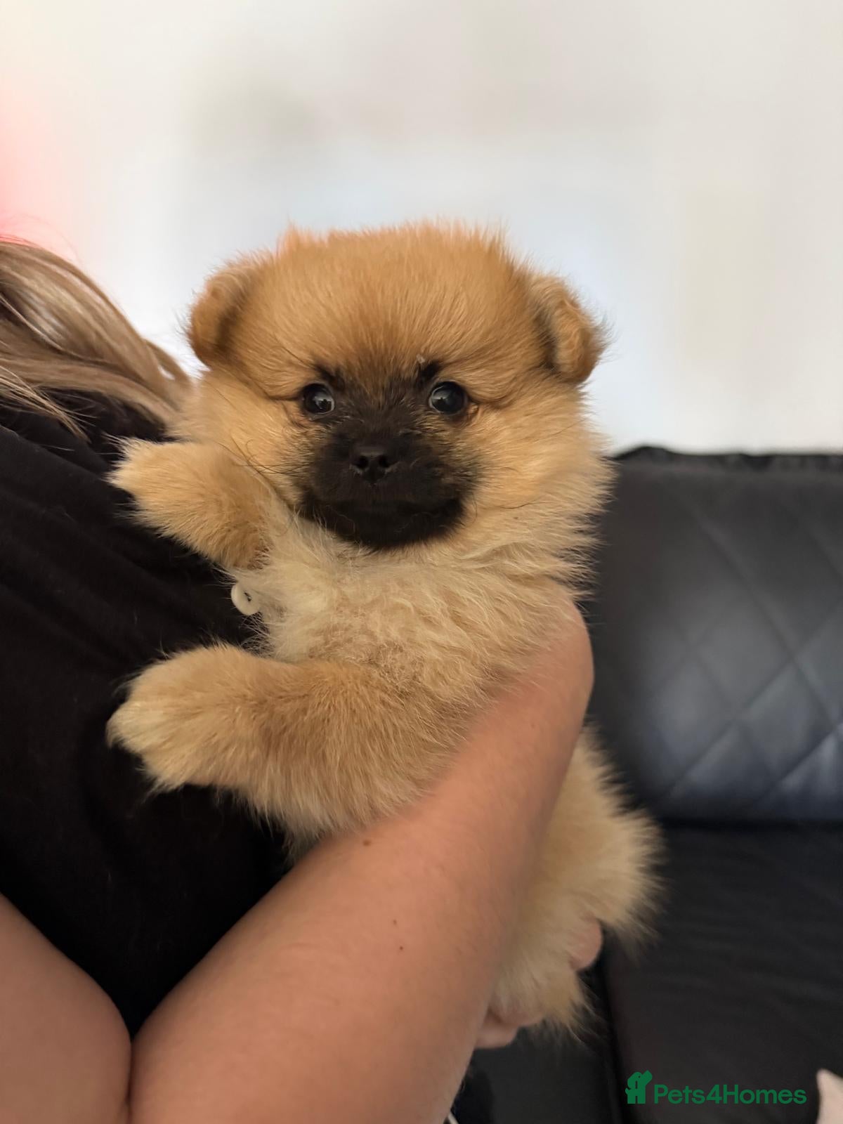 Pomchi dogs 💕 Beautiful fluffy pomchi girl 💕 - Advert 1