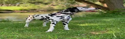 Dalmatian dogs for sale: Dalmation - Advert 5