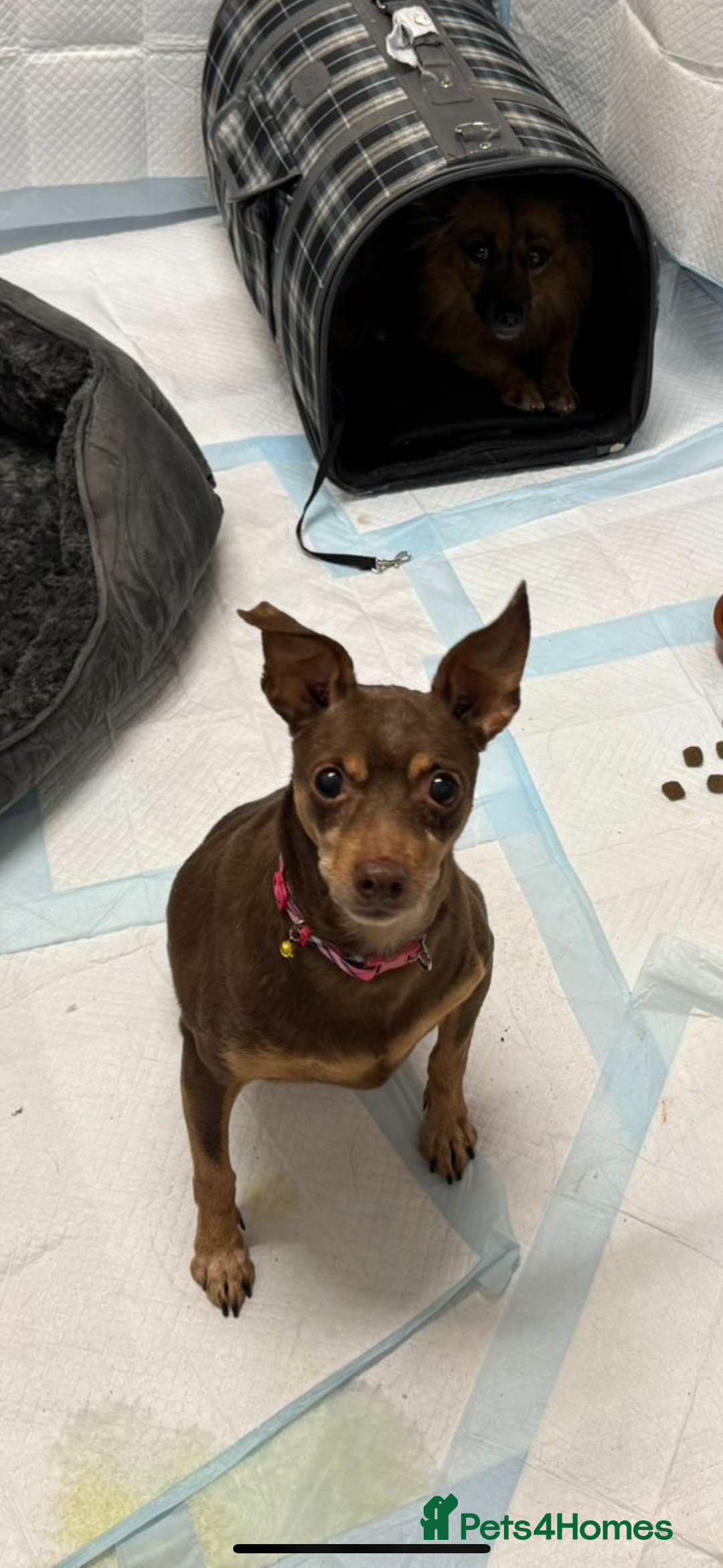 Miniature Pinscher dogs for adoption: Johney 7 year mini pin meat trade survivor  - Advert 7