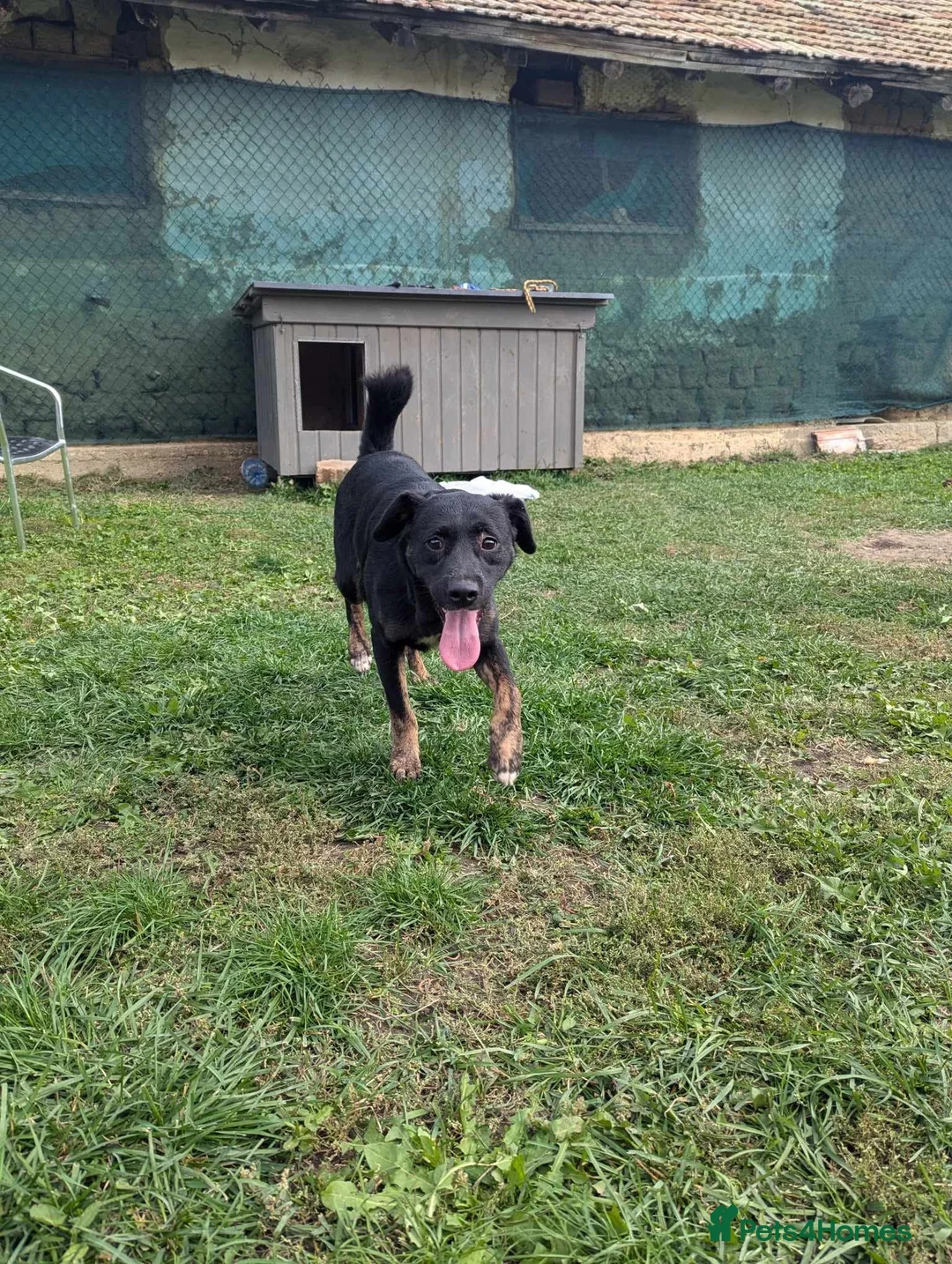 Mixed Breed dogs for adoption: Midnight for adoption - Advert 4