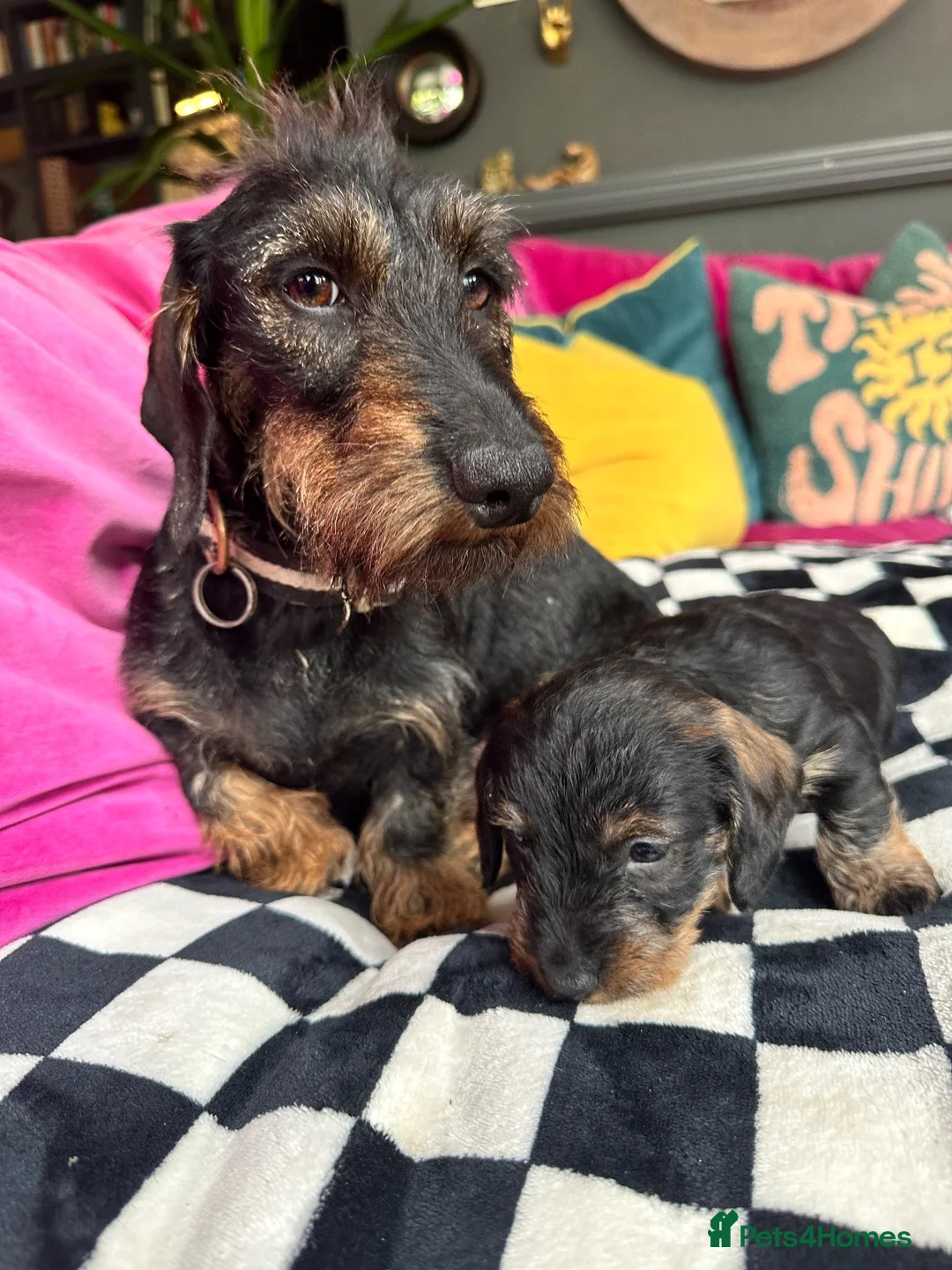 Miniature Dachshund dogs for sale: KC Reg Miniature Wire-Haired Dachshund Puppies in Christchurch - Advert 1