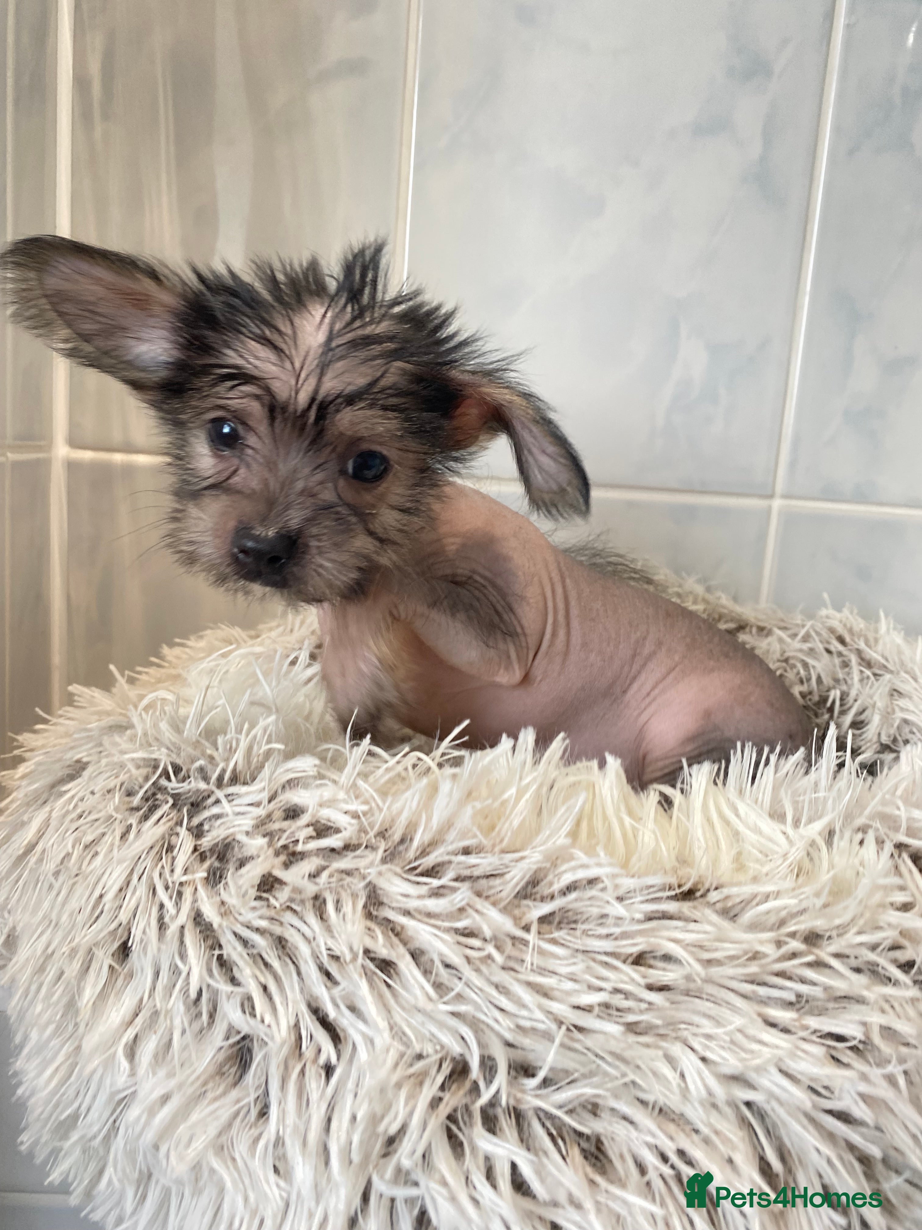 Chinese Crested dogs 💙💖Stunning Chinese crested puppies 💖💙 - Advert 2