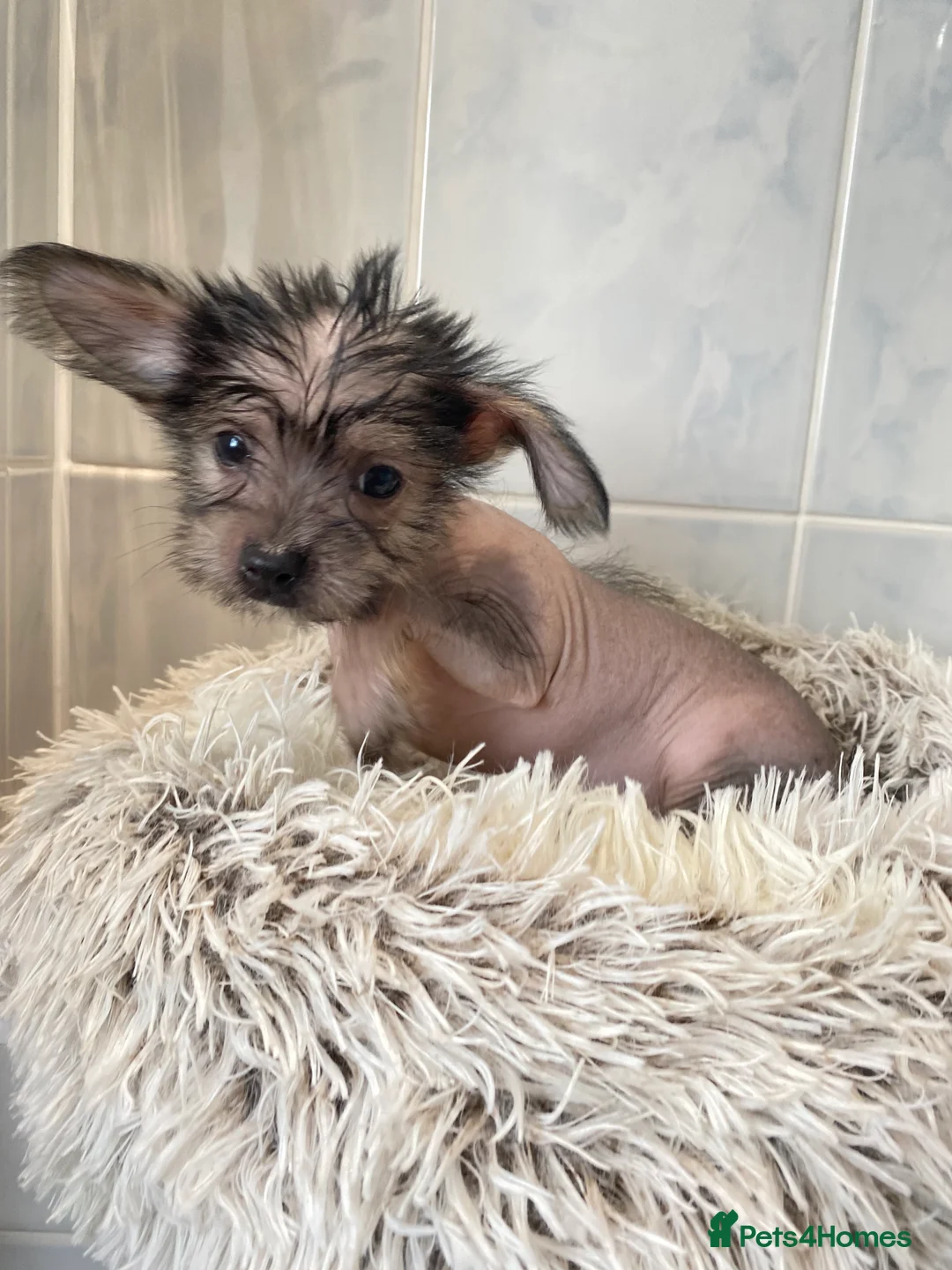 Chinese Crested dogs for sale: 💙💖Stunning Chinese crested ready now💖💙 - Advert 1