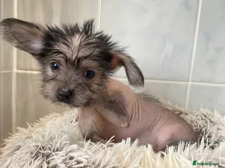 Chinese Crested dogs 💙💖Stunning Chinese crested ready now💖💙 - Advert 7