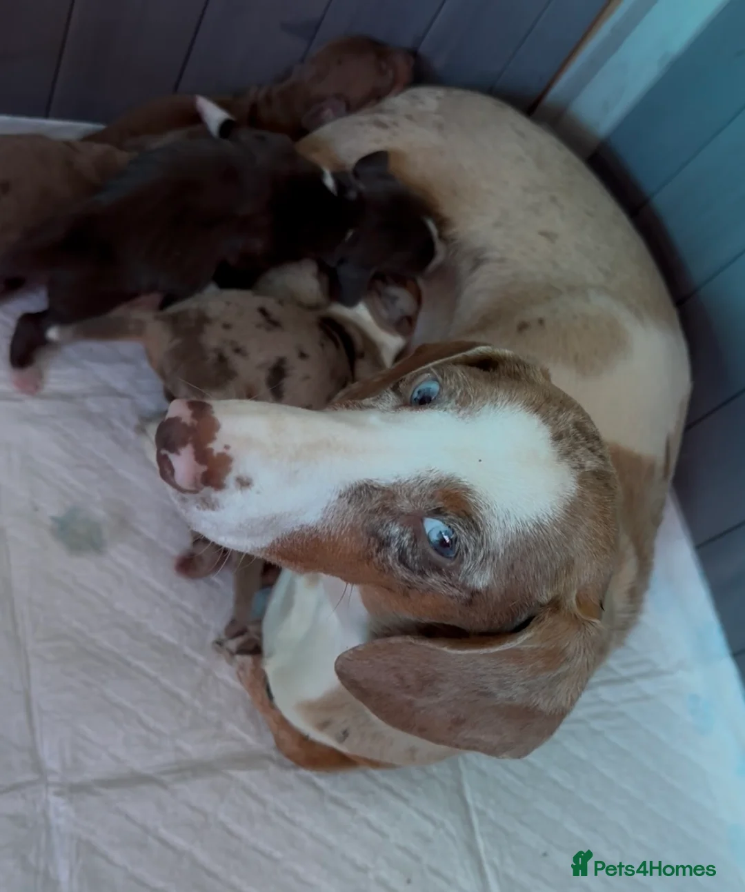 Dachshund dogs for sale: 🐾 Adorable Dachshund Puppies  🐾   - Advert 2