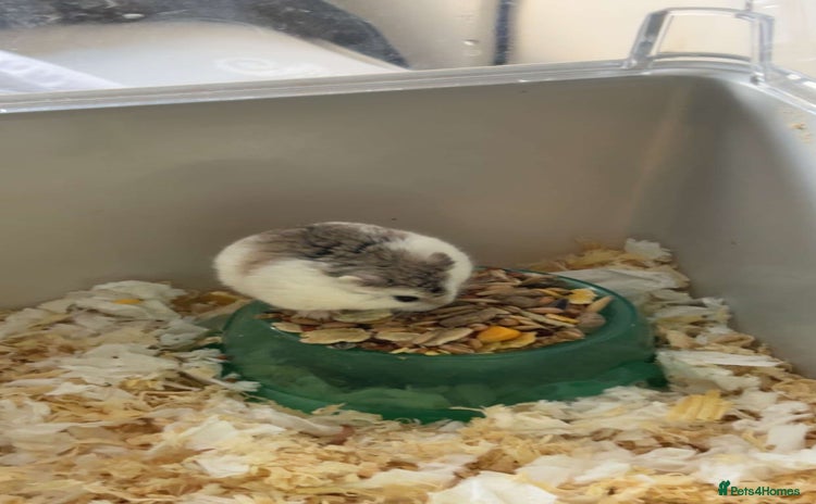 Hamster rodents - Advert 2