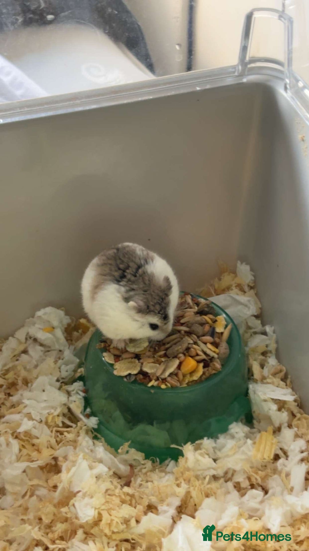 Hamster rodents for sale: 2 hamsters for sale - Image 1
