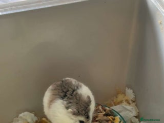 Hamster rodents - Advert 25