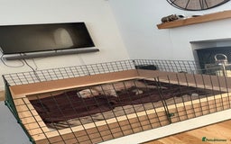 Bedlington Terrier dogs for sale: Pure Bedlington terrier puppy’s for sale £1500 - Image 2