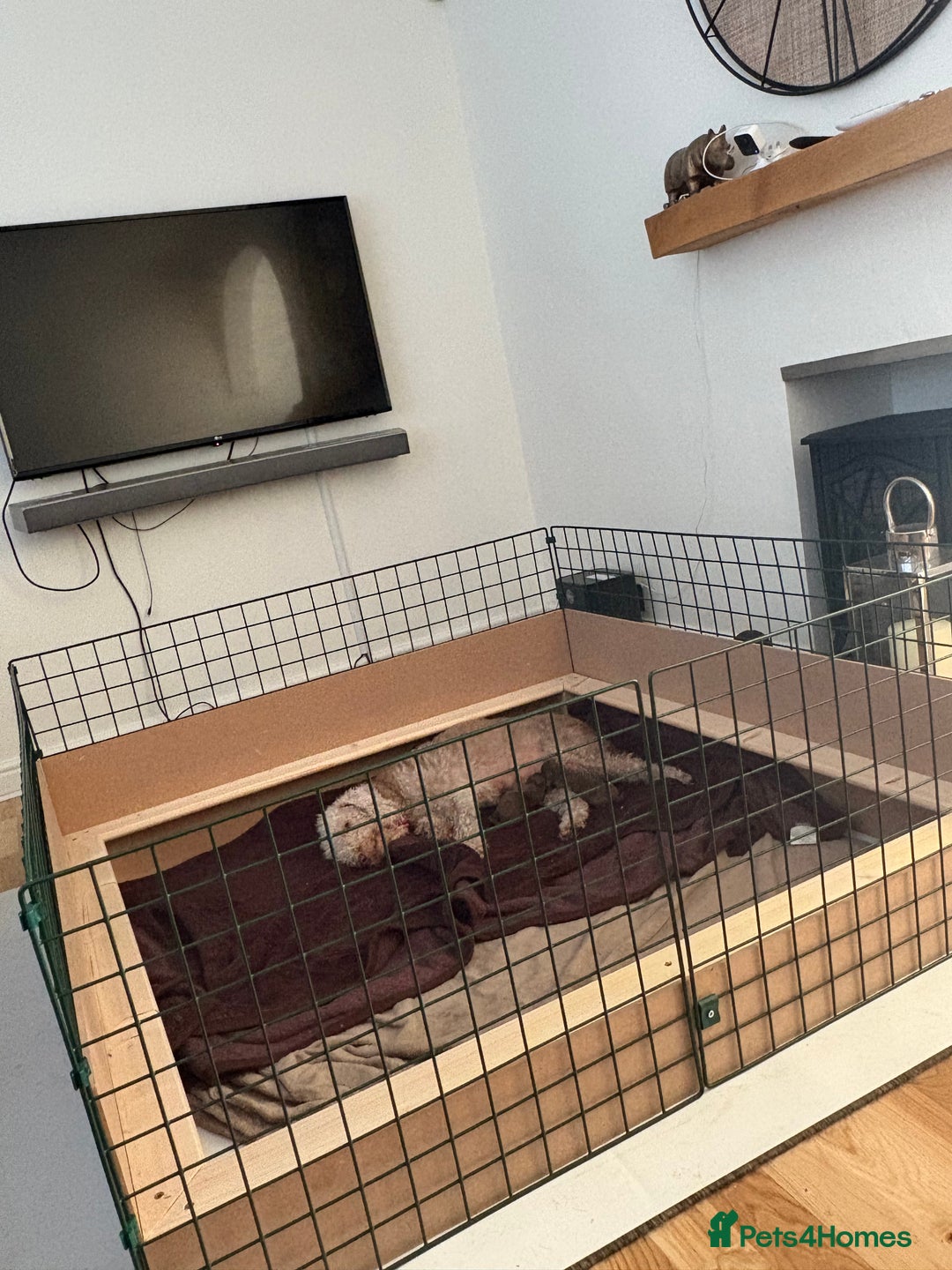 Bedlington Terrier dogs for sale: Pure Bedlington terrier puppy’s for sale £1500 - Image 2