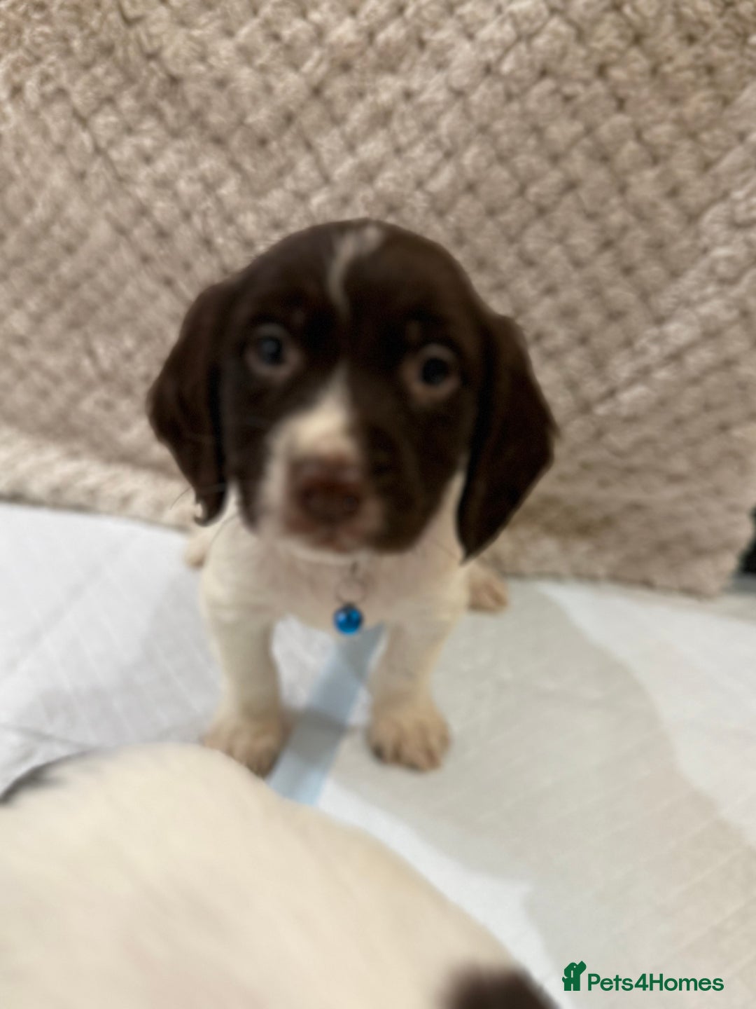 Cocker Spaniel dogs for sale: Cocker spaniel puppies ready for forever home - Advert 28