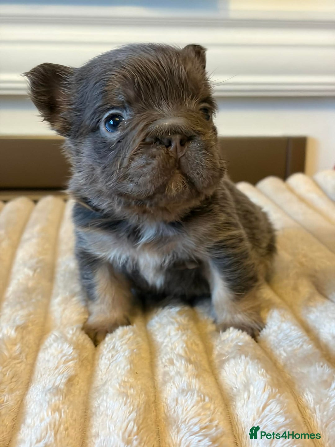 French Bulldog dogs for sale: 5 AMAZING QUALITY FRENCH BULLDOG PUPS  - Advert 7