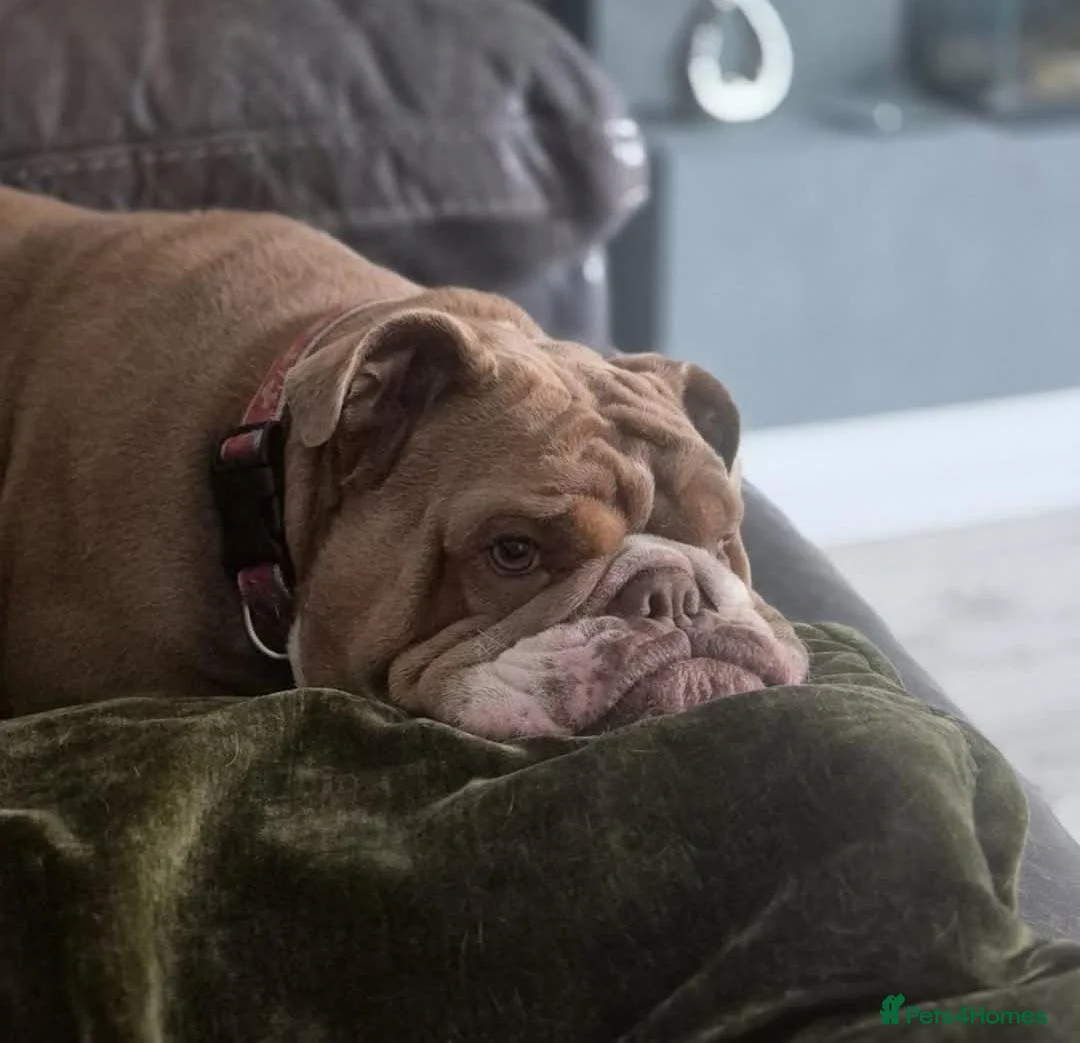 English Bulldog dogs for sale: Winnie - Advert 6