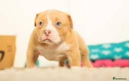 American Bully dogs for sale: Extraordinary Pocket Bully pups - Advert 13