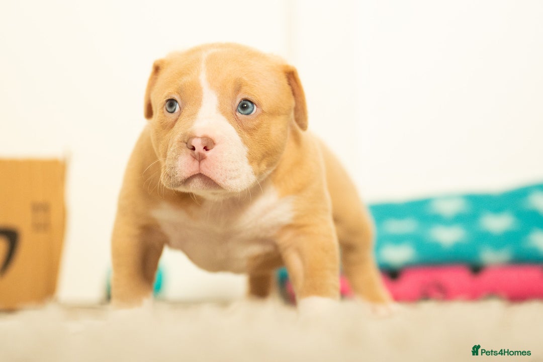 American Bully dogs for sale: Extraordinary Pocket Bully pups - Advert 13