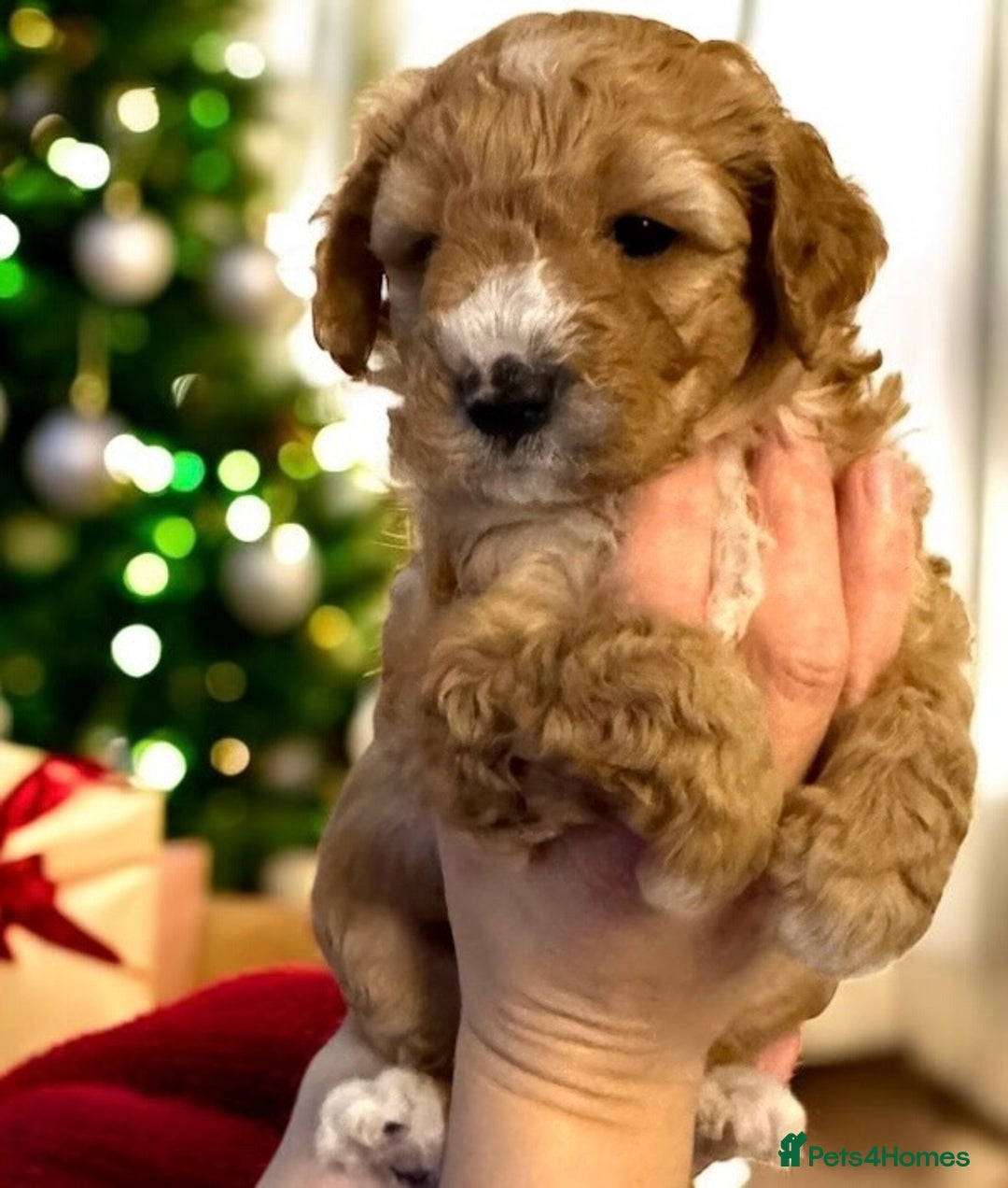 Cavapoo dogs for sale: Australian Cavapoo ! Full panel DNA Tested  - Advert 11