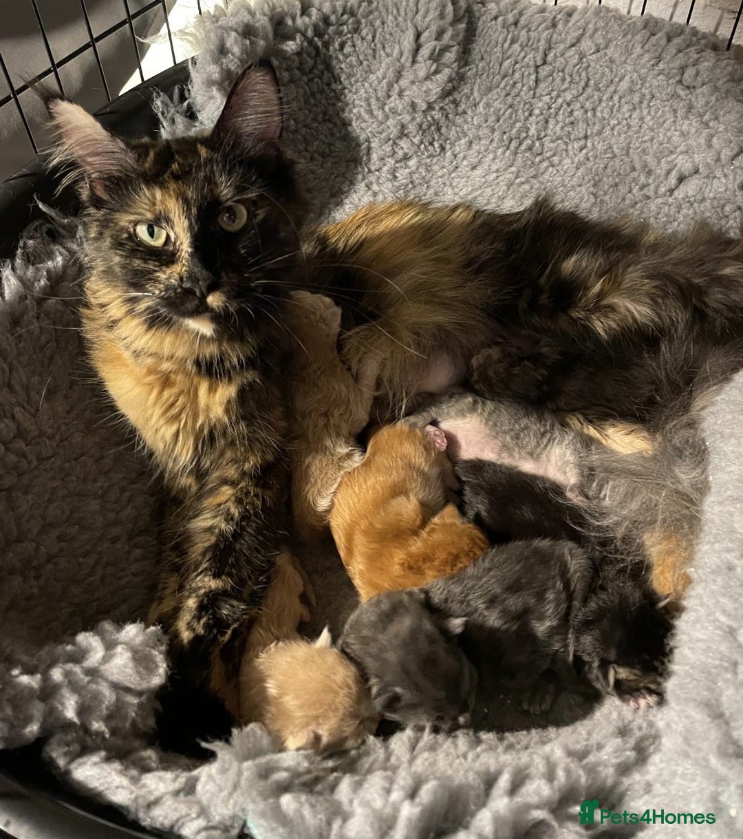 Maine Coon cats for sale: One Beautiful TICA Registered Maine Coon Boy Left! - Image 8
