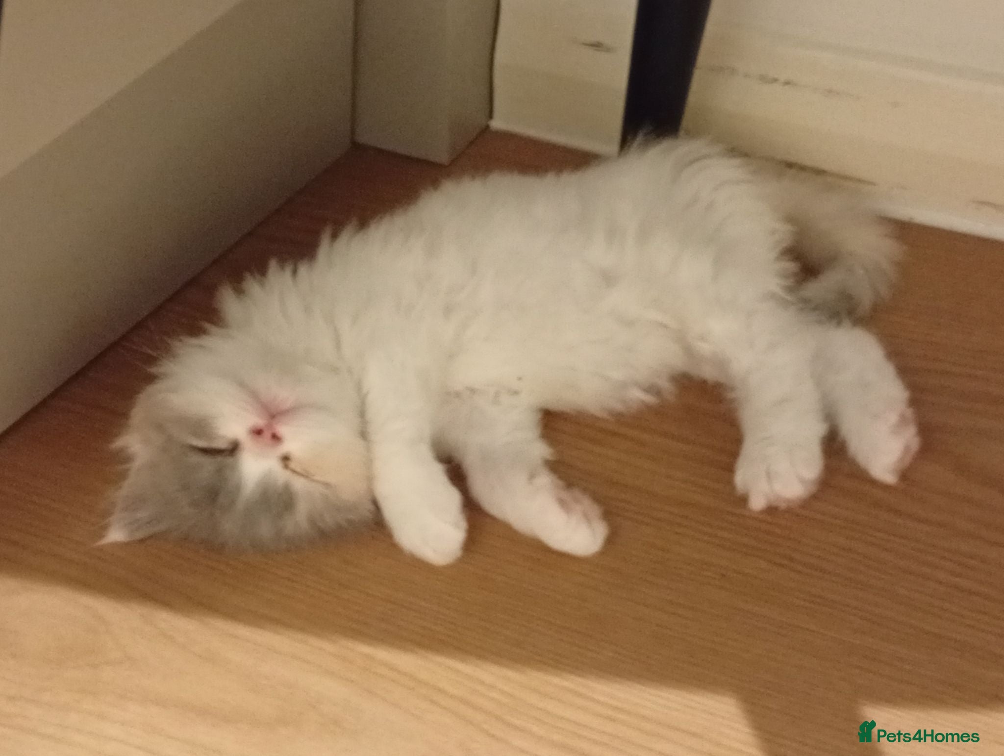 Persian cats Elitsa - Advert 2
