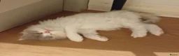 Persian cats for sale: Elitsa - Advert 1