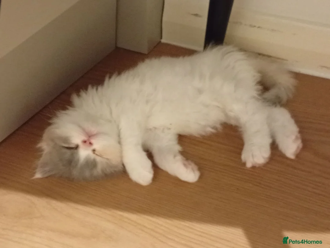 Persian cats for sale: Elitsa - Advert 1