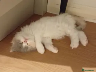 Persian cats Elitsa - Advert 2