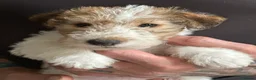 Fox Terrier dogs for sale: Pedigree Wire Haired Fox Terrier puppies for sale - Advert 13