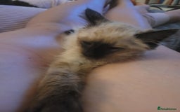 Ragdoll cats for sale: Stunning Radoll/Bengal MIx - Image 4