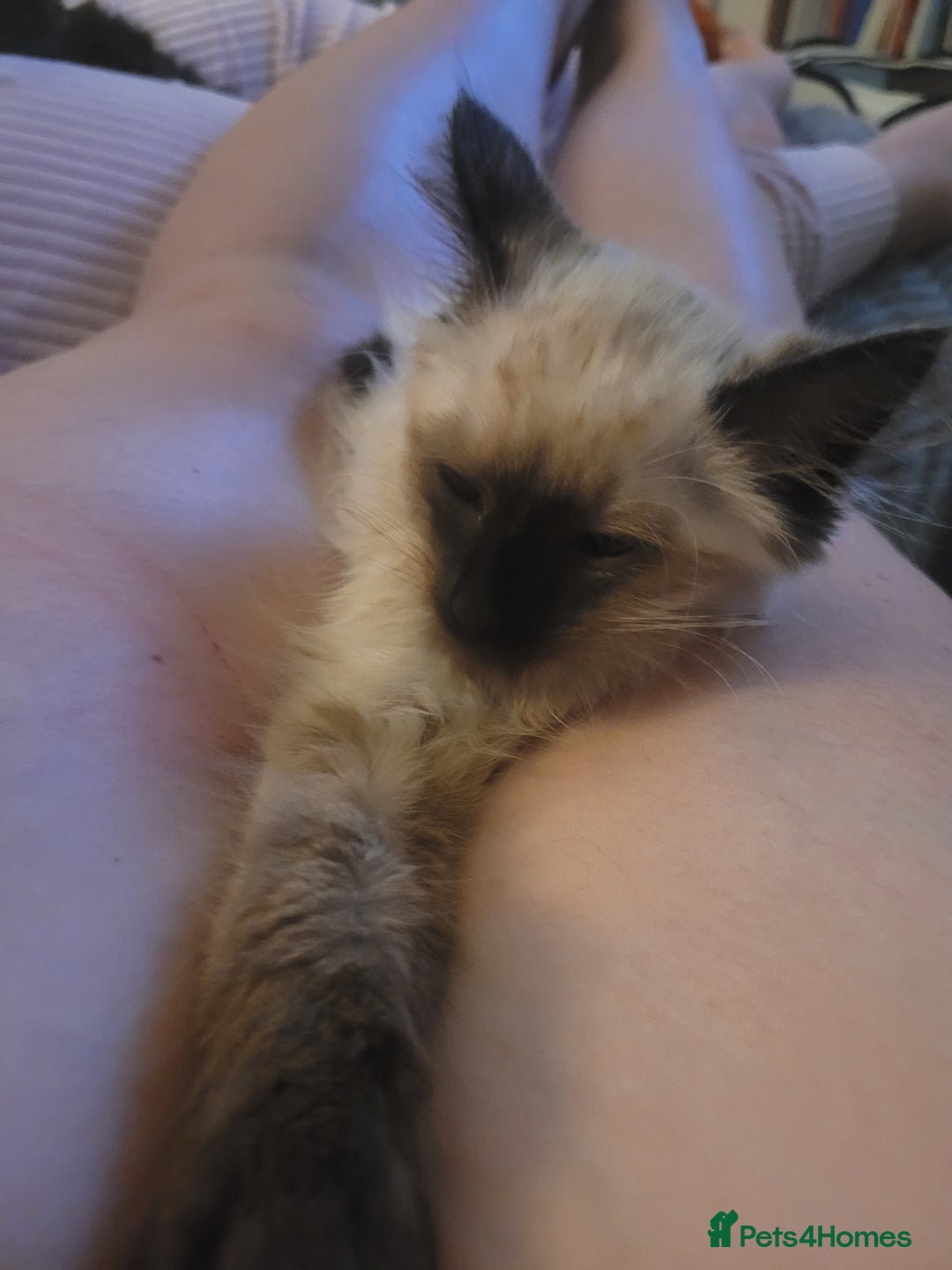 Ragdoll cats for sale: Stunning Radoll/Bengal MIx - Image 4