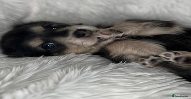 Dachshund dogs - Advert 4