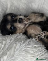 Dachshund dogs - Advert 10