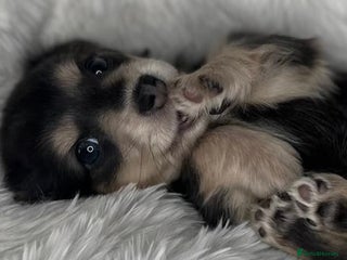 Dachshund dogs - Advert 3