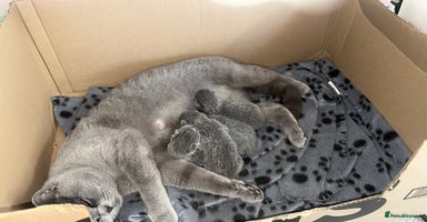 British Shorthair cats - Advert 1