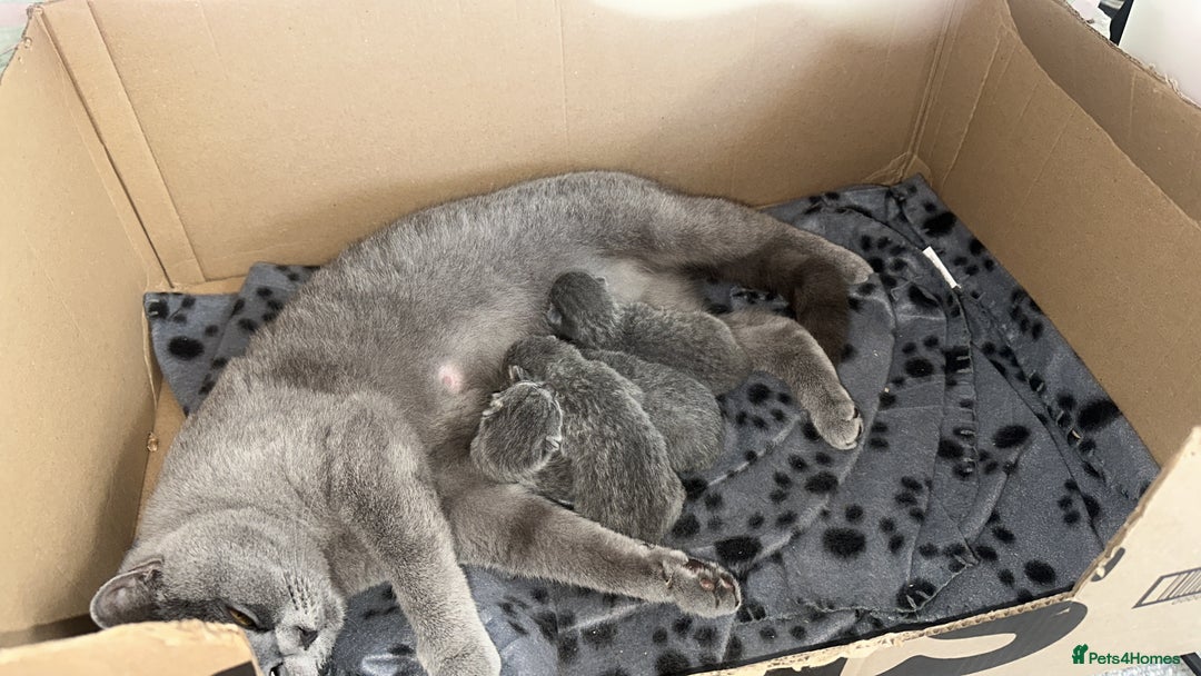 British Shorthair cats for sale: Retired female British shorthair ready now - Image 2