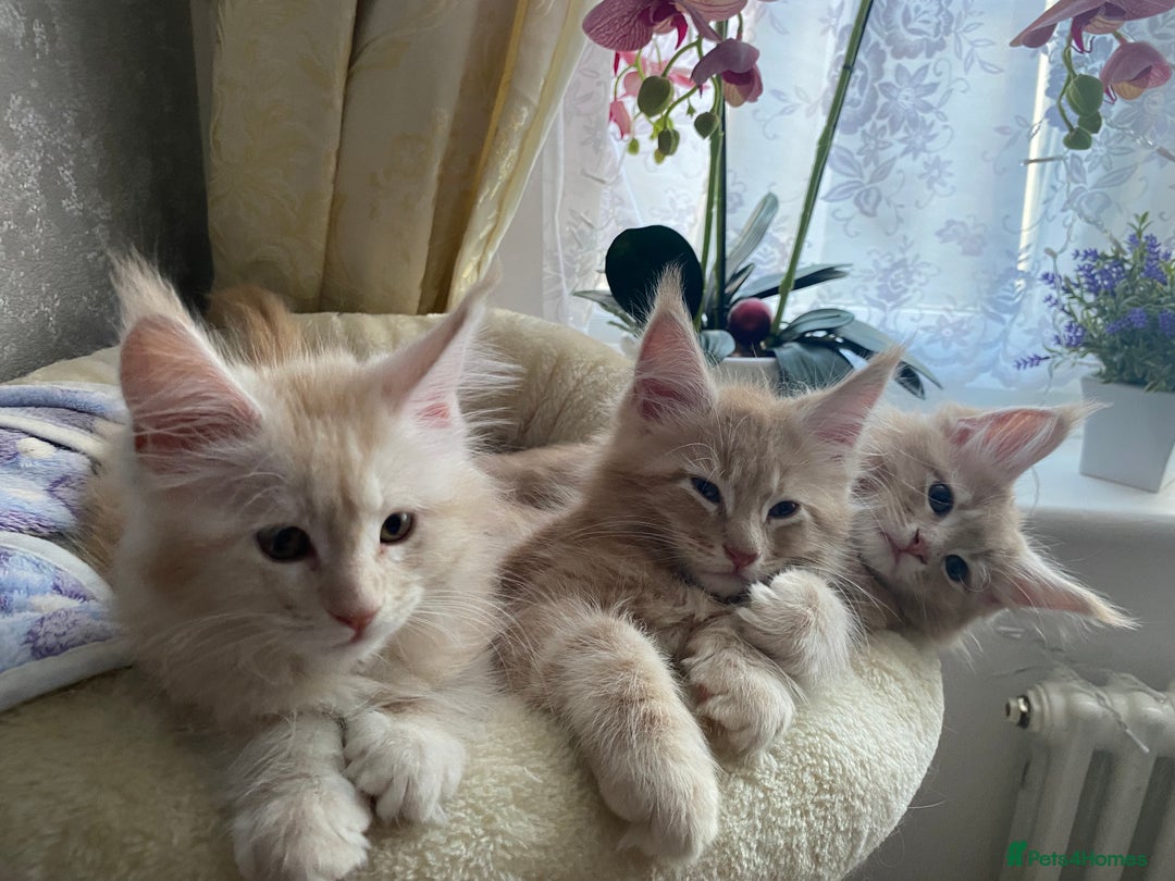 Maine Coon cats for sale: Maine coon kittens Russian/big - Advert 23