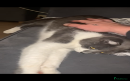 British Shorthair cats for sale: Russian blue male cat   - Image 2