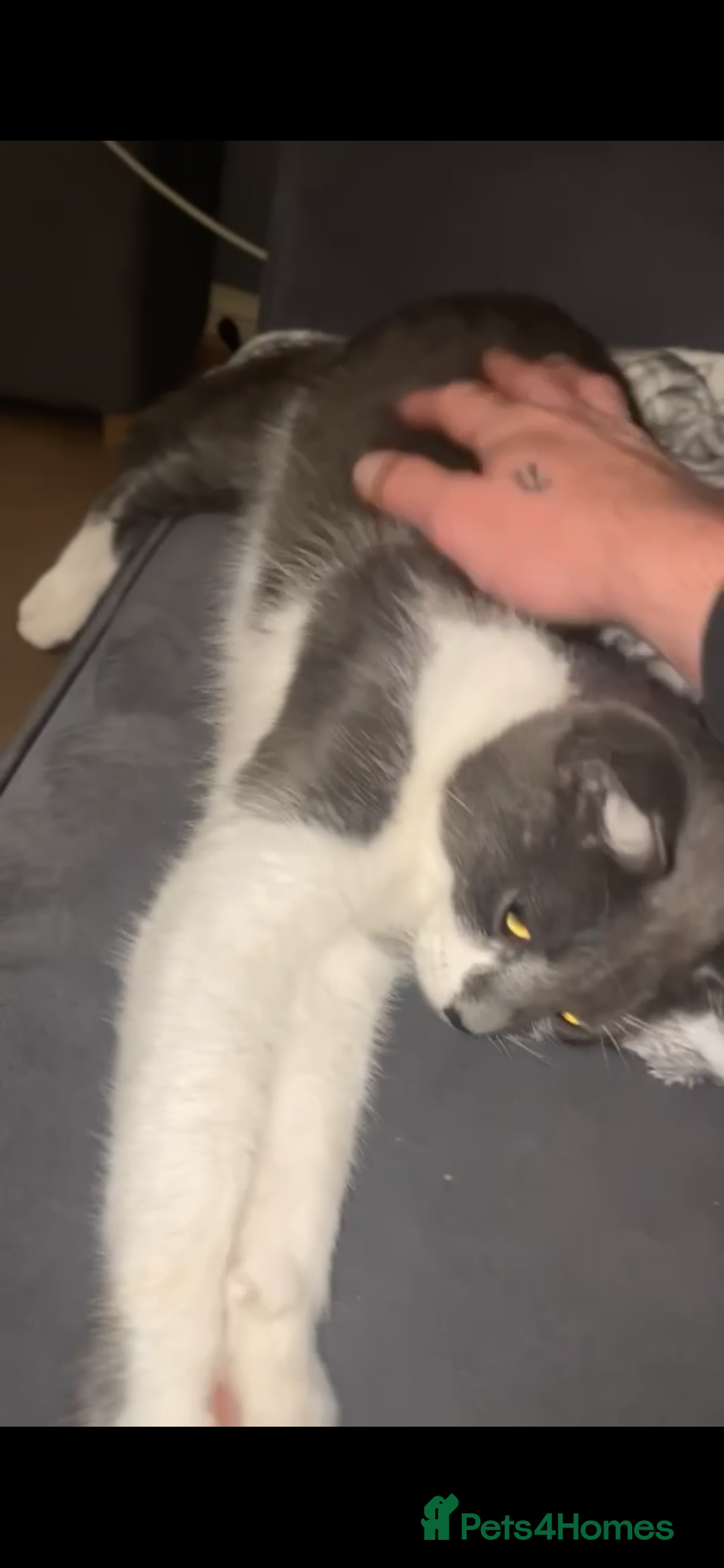 British Shorthair cats for sale: Russian blue male cat   - Image 2